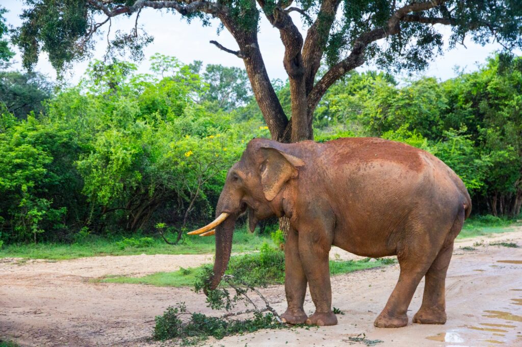 Elephant eating tree branches, Yala National Park, Sri Lanka