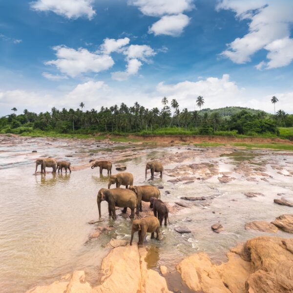 Elephants in wild nature of Sri Lanka
