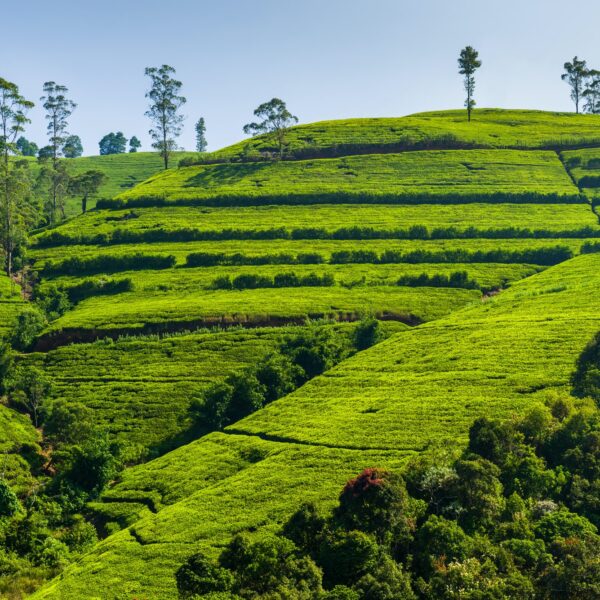 Green tea plantation in the mountains. Sri Lanka