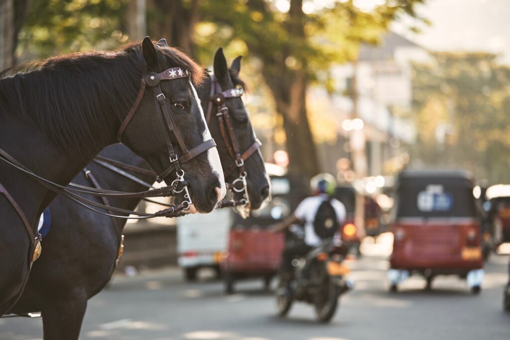 Horses of police patrol during traffic control in busy city center. Kandy in Sri Lanka.
