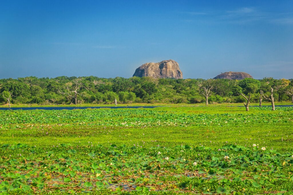 Yala National Park, Sri Lanka, Asia.